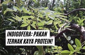 Indigofera Sebagai Pakan Ternak